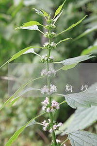 逾期抄报税罚款吗