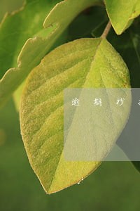 逾期抄报税罚款怎么算 逾期抄报税罚款怎么算