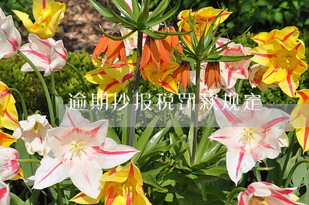 逾期抄报税罚款规定 逾期抄报税罚款规定