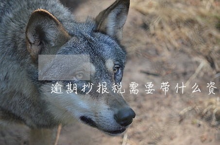 逾期抄报税需要带什么资料