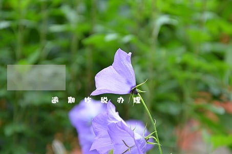 逾期抄税办理 逾期抄税办理