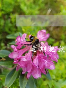 逾期把款还清还会上征信吗 逾期把款还清还会上征信吗