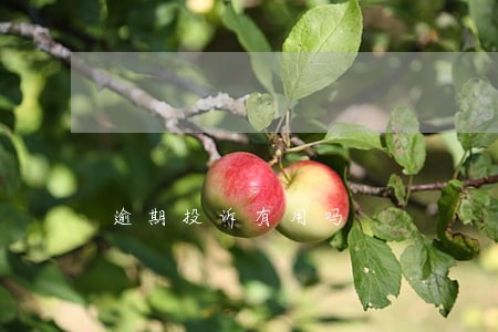 逾期投诉有用吗 逾期投诉有用吗