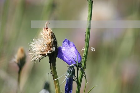 逾期投资账户数 逾期投资账户数
