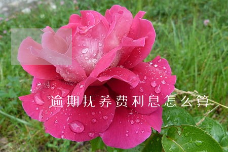 逾期抚养费利息怎么算