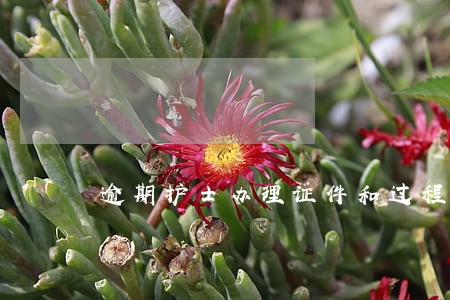 逾期护士办理证件和过程 逾期护士办理证件和过程