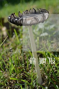 逾期报365罚款