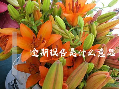 逾期报告是什么意思 逾期报告是什么意思