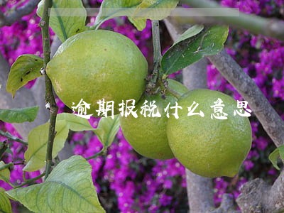 逾期报税什么意思 逾期报税什么意思