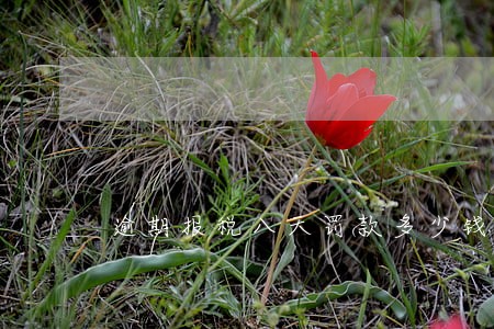 逾期报税八天罚款多少钱 逾期报税八天罚款多少钱