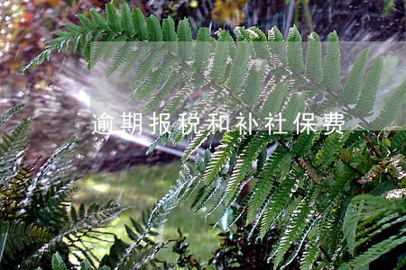 逾期报税和补社保费 逾期报税和补社保费