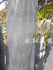 逾期报税多久开始罚款 逾期报税多久开始罚款