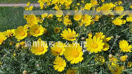 逾期报税怎么外理 逾期报税怎么外理