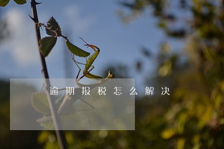 逾期报税怎么解决 逾期报税怎么解决