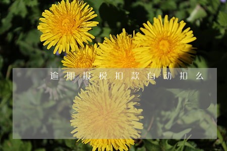 逾期报税扣款自动扣么 逾期报税扣款自动扣么