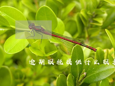逾期报税提供什么报表 逾期报税提供什么报表