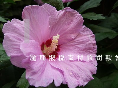 逾期报税支付的罚款如何入账 逾期报税支付的罚款如何入账