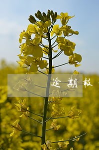 逾期报税是什么意思