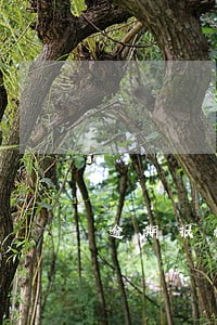 逾期报税法人已变更 逾期报税法人已变更