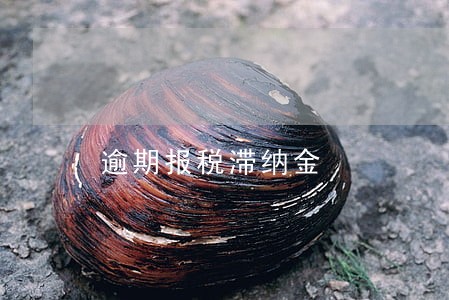 逾期报税滞纳金 逾期报税滞纳金