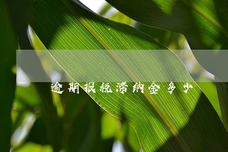逾期报税滞纳金多少 逾期报税滞纳金多少