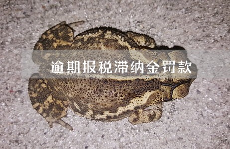 逾期报税滞纳金罚款 逾期报税滞纳金罚款