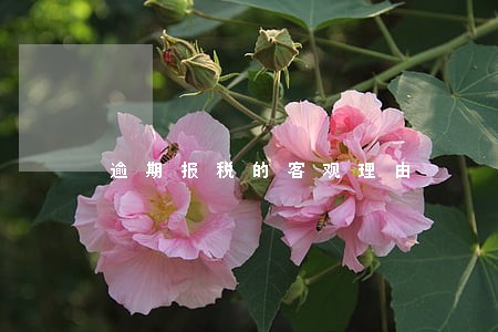 逾期报税的客观理由 逾期报税的客观理由