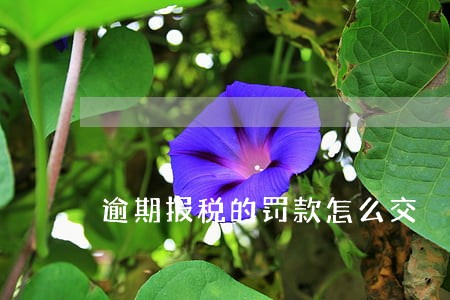 逾期报税的罚款怎么交 逾期报税的罚款怎么交