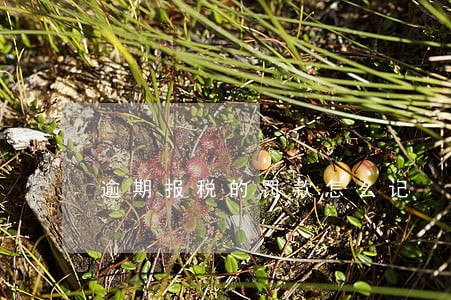 逾期报税的罚款怎么记 逾期报税的罚款怎么记