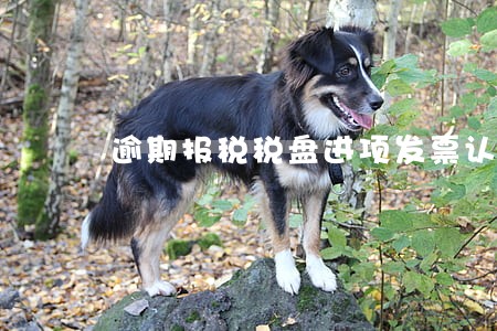 逾期报税税盘进项发票认证 逾期报税税盘进项发票认证