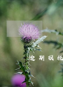 逾期报税纸质申报表在哪 逾期报税纸质申报表在哪