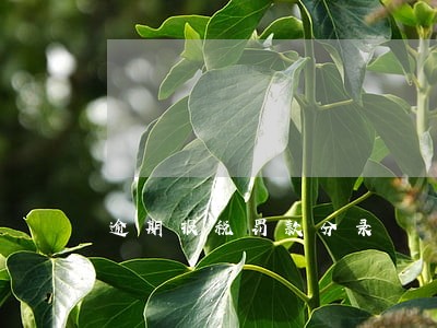 逾期报税罚款分录 逾期报税罚款分录