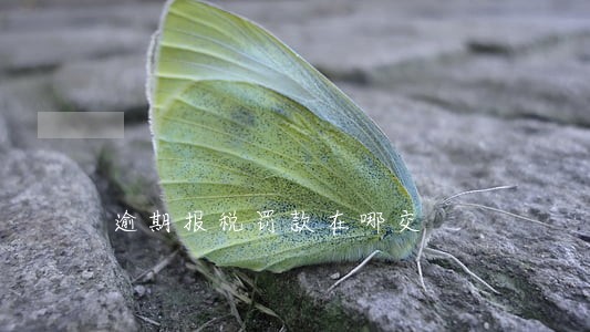 逾期报税罚款在哪交