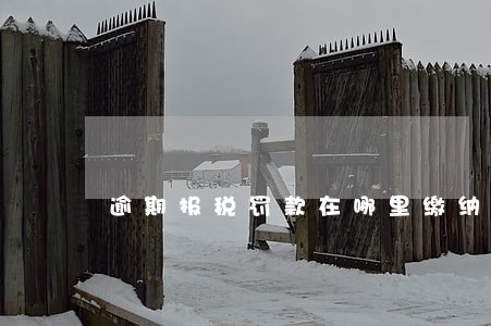 逾期报税罚款在哪里缴纳