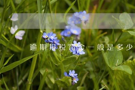 逾期报税罚金一般是多少