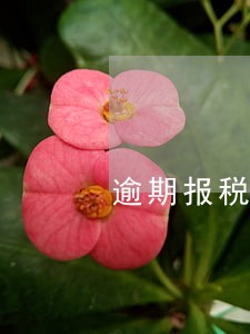 逾期报税补申报 逾期报税补申报