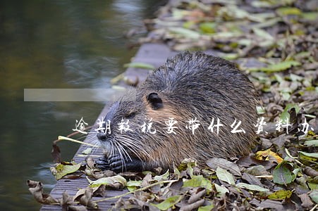 逾期报税要带什么资料办理 逾期报税要带什么资料办理