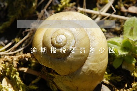 逾期报税要罚多少钱 逾期报税要罚多少钱