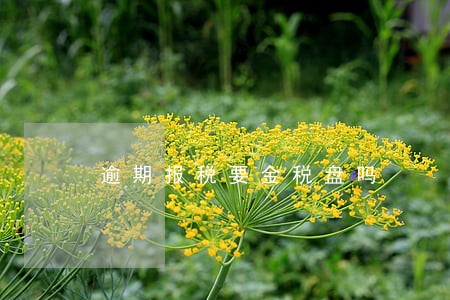 逾期报税要金税盘吗 逾期报税要金税盘吗
