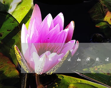 逾期报税该如何处理