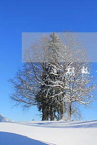 逾期报税需要什么资料 逾期报税需要什么资料