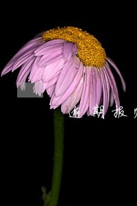 逾期报账的情况说明