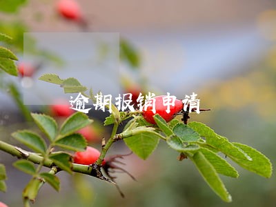 逾期报销申请 逾期报销申请