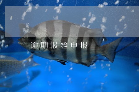 逾期报验申报 逾期报验申报
