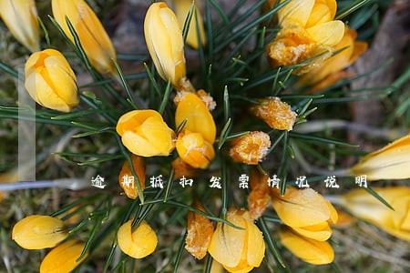 逾期抵扣发票情况说明