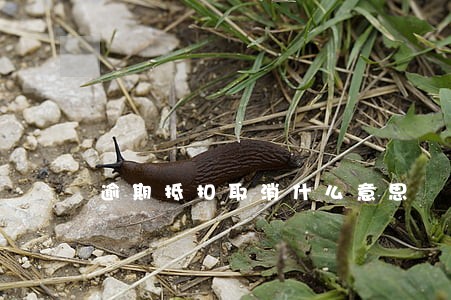 逾期抵扣取消什么意思 逾期抵扣取消什么意思