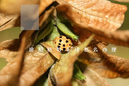 逾期抵扣手续怎么办理 逾期抵扣手续怎么办理