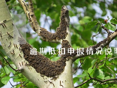 逾期抵扣申报情况说明 逾期抵扣申报情况说明