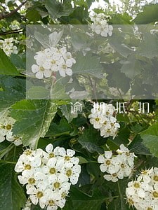 逾期抵扣申报表填写