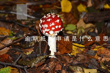 逾期抵扣申请是什么意思 逾期抵扣申请是什么意思